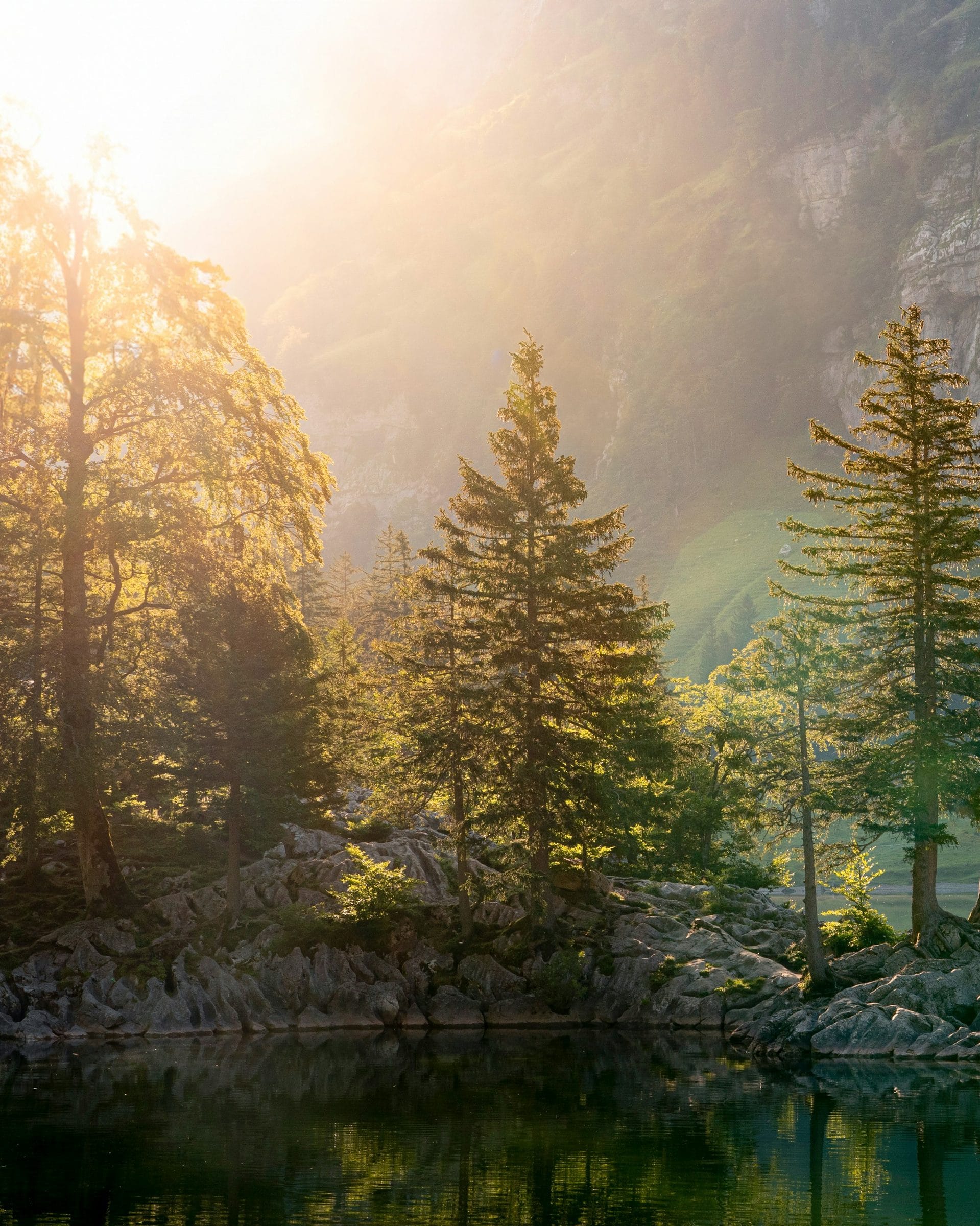 Sunlight breaking through tall pines above a mountain lake