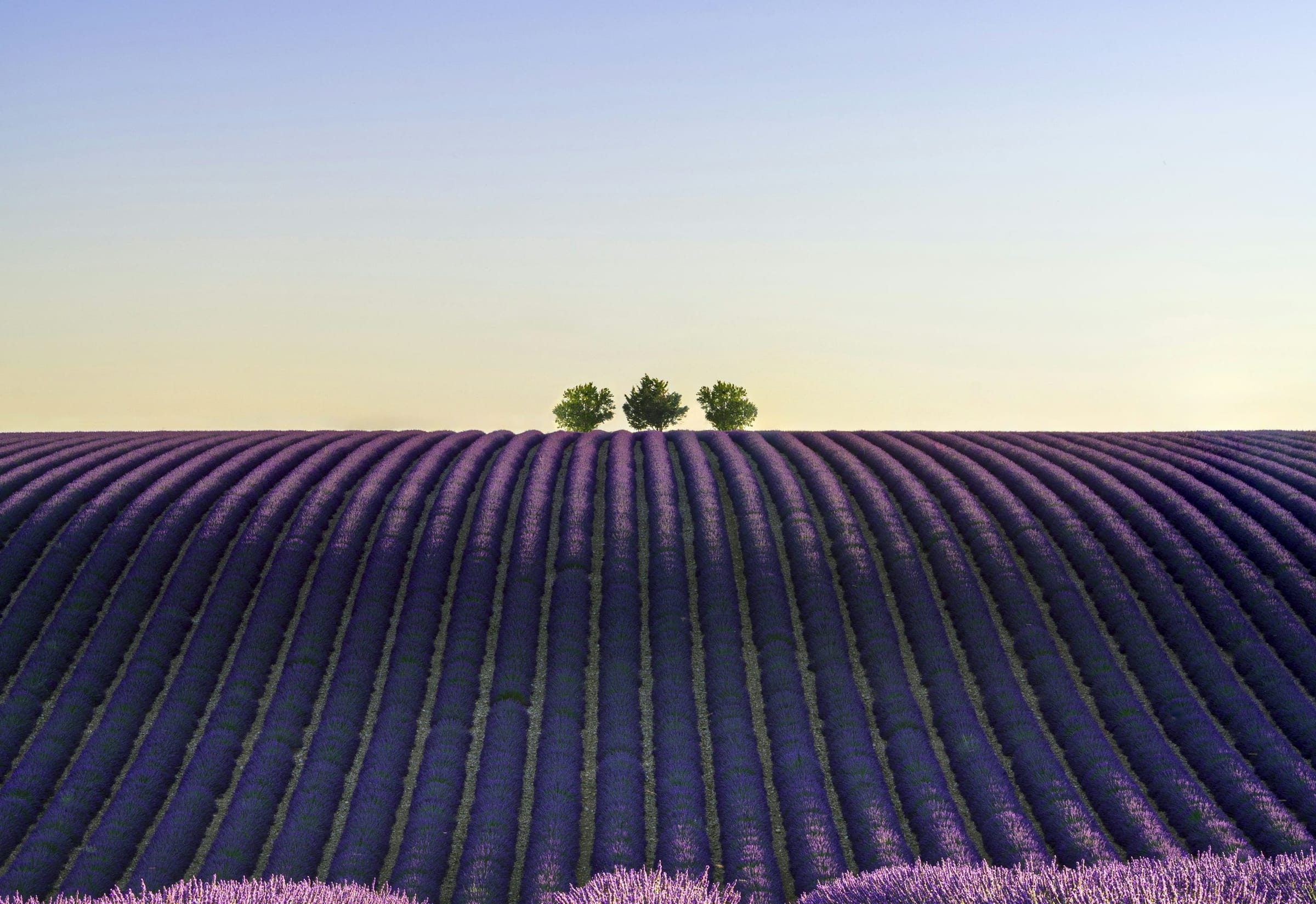 Rows of lavender running to three trees on the horizon