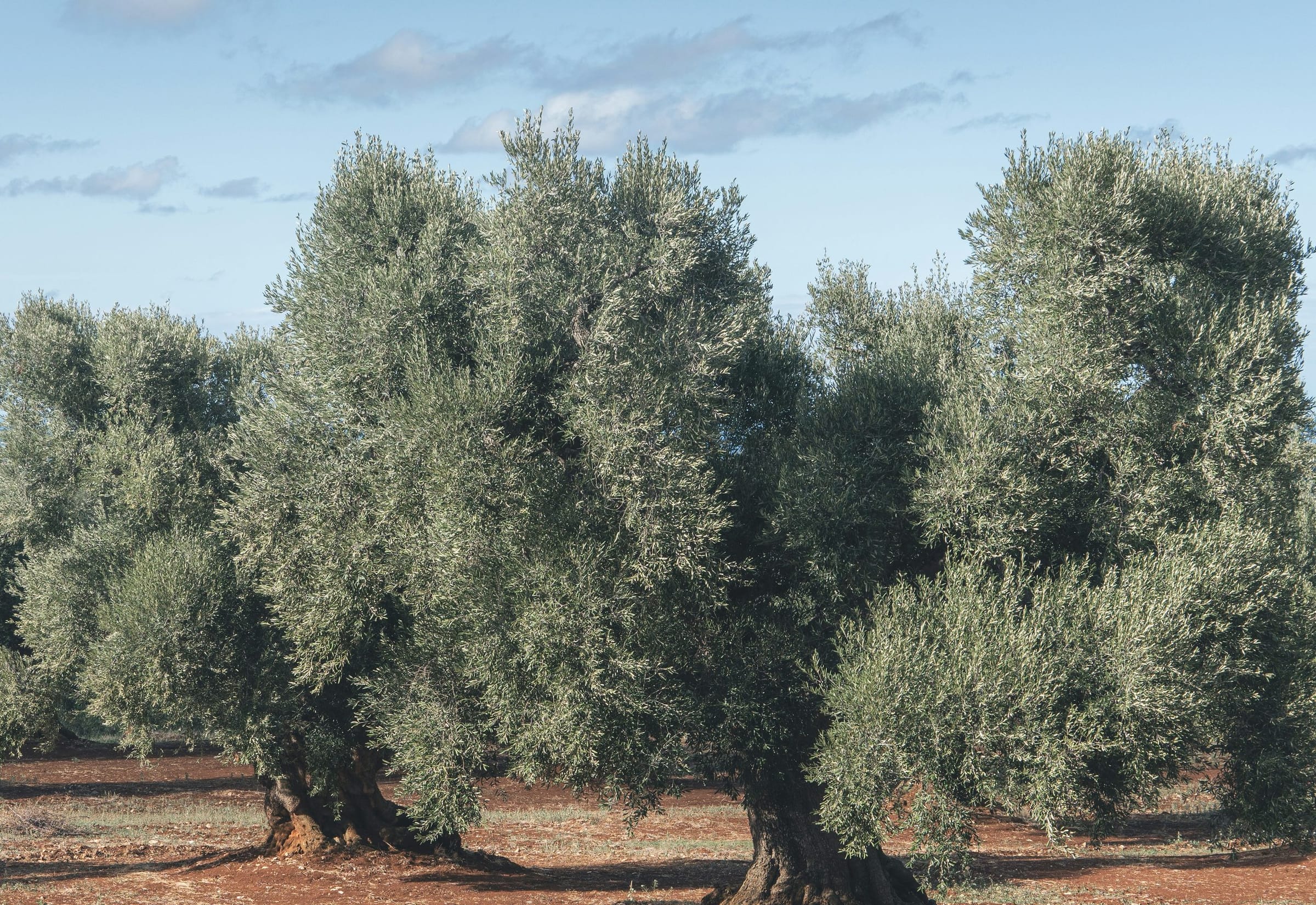 Ancient olive trees on red earth under a pale blue sky