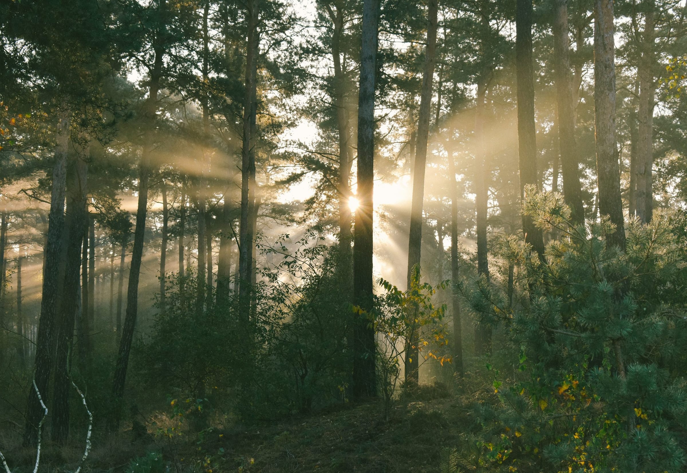 Sunrise through a pine forest, the light falling in long rays